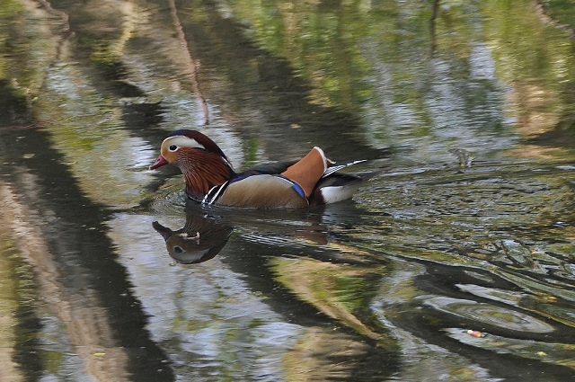 mandarin duck, mandarin ducks-4.jpg - MANDARIN DUCK - RIVER ARUN, ARUNDEL - 20.4.11
